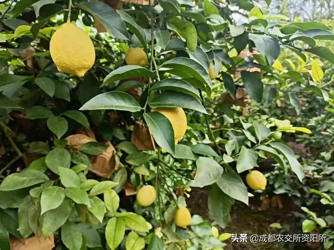 青少年宫 第220页