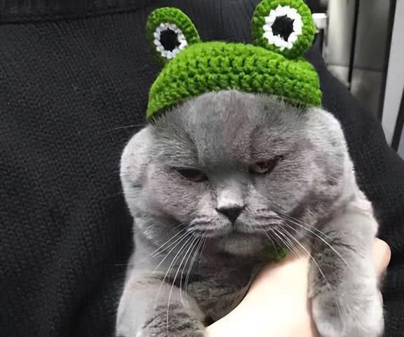 蓝猫价格探秘，与自然美景的邂逅，寻找内心平和之旅的价格之谜
