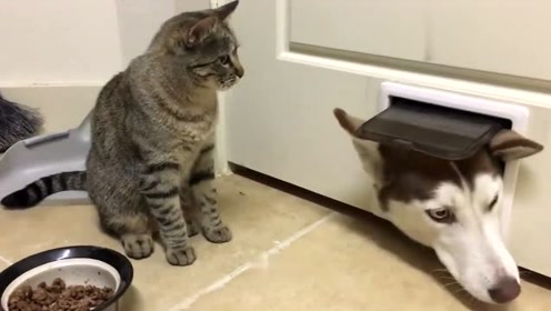 猫咪最新在线，时代背景下的全面回顾与发展