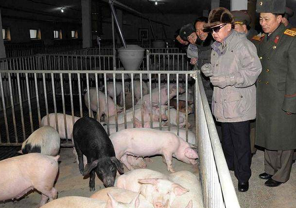 最新猪价格动态，变化中探寻机遇，学习成就自信与辉煌